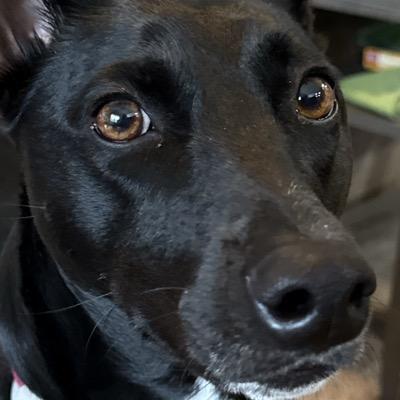 bpolitte@mstdn.games