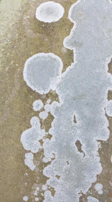 paterns of white lichen across grey stone
