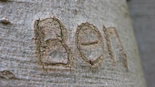 the surface of a tree trunk with 'Ben' scratched into the bark - but it's old lettering and the tree has grown creating interesting cracking where the scratch marks were