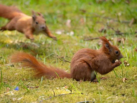 Ein Eichhörnchen im Vordergrund von der Seite fotografiert, es hält eine Nuss in den Vorderpfoten. Im Hintergrund fliegt mit ausgebreiteten Pfoten ein zweites Hörnchen auf ersteres zu