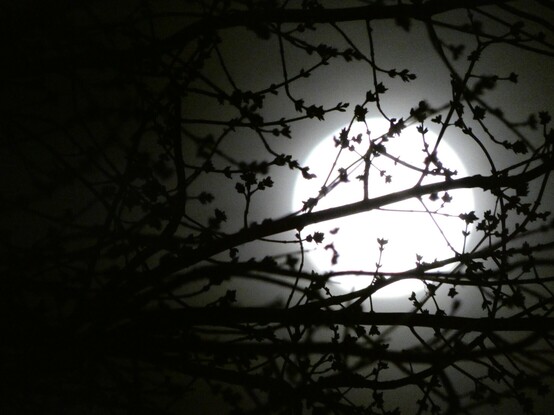 A black and white photo of the full moon seen through the budding branches of a tree shown in silhouette. The moon fills the right hand side of the photo, deeply bright with a ghostlier white glow around it in halo. The branches reach across the photo but open up a bit around the moon. 