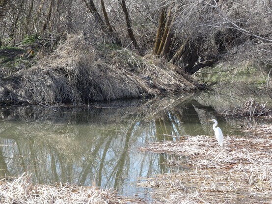 Photo of a small corridor of wetland. The photo is predominantly a just-leaving-winter-behind yellow-green: There is a still pool outlet from the mouth of a river you can just see in the distance under an overhang of angled trees and "hall" of sedge and other grasses. There is a sort of raft of grasses matted down and forming a floor along the right side and bottom of the pool. Standing on the matted sedge is a great egret--a tall, white, slender heron--neck curved in an "S" and looking left, out across the reeds and water. 