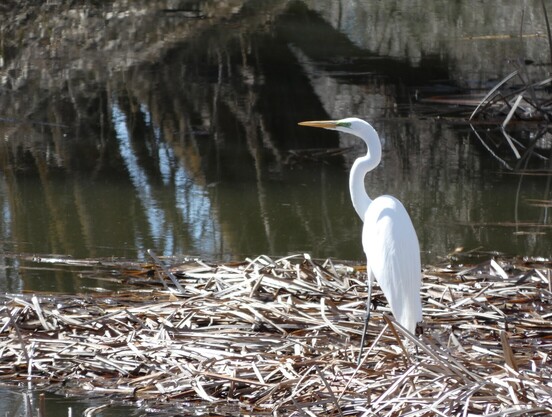 This is a much-zoomed-in close-up that is essentially identical to the other photo, showing the great egret (who fills about a third of the photo) standing on the matted reeds, the dark green pool of water and the corridor to the mouth of the river in the background. Closer up, you can see the sort of blueish tinge around the lores, like a bit of eyeliner below the eye that extends to the golden bill. E looks calm, focused, and, because I might as well keep anthropomorphizing, meditative, looking out to the left across the marshlet. 