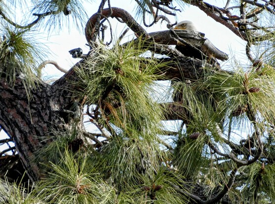 Photo of a mass of pine needles, branches, and puzzle-barked trunk that, on close inspection, is a Ponderosa pine with the top of an eagle's nest showing. In the upper right quadrant of the photo, you can see the stark white head and intense eye of a bald eagle looking over eir nest and broadcasting eir vigilant intelligence. 