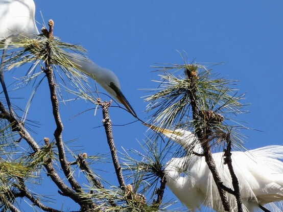 Close up of the first photo, focusing mainly on the necks and faces of the two egrets as one hands off a bit of nesting material to the other. The face of the deliverer is a bit in shadow at the end of eir long, outstretched neck, eir bill open like a pair of chopsticks holding the gifted branch. The face of the receiver is in sunlight, but a bit hidden behind a spray of pine needles, eir neck drawn down --an "S" shape--as e takes the offered branch. 