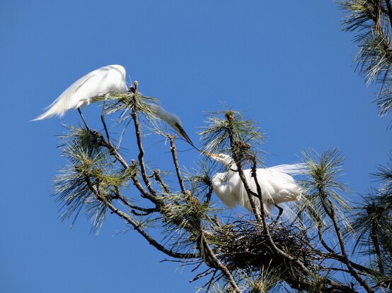 Photo of two great egrets on a brightly blue-sky morning, building a nest high in the branches of a Ponderosa pine. One is crouched in the beginnings of the nest, lacy aigrette plumes spreading wispily down from eir shoulders, eir bill taking hold of the fresh branch that eir partner, perched to eir left on a tuft of green needles, is stretching out with neck to hand em. Their white bodies glow a bit, bordered with gold, in the morning sun. 