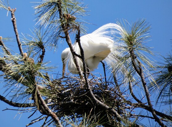 Photo of a single great egret standing in the beginnings of a nest (shown mostly from behind). Eir aigrettes wisp golden-tipped in the wind as e tamps down branches with eir legs and lays a new branch in place. 