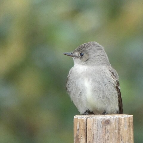 "School picture" photo of a small, soft grey-brown bird with a thin, dark bill against a highly blurred background of riverside park trees. E is sitting plumply atop a short wooden post, looking off to eir right, eir black, bright eye focused on a nearby (though off-camera) midge. 