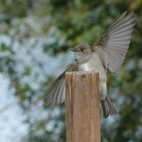 Photo of the same little grey flycatcher, now just coming up from behind and below the post to land on top of it, eir soft belly in view, right wing spread and held out and down, left wing spread and held up and out, like flycatcher jazz hands. 