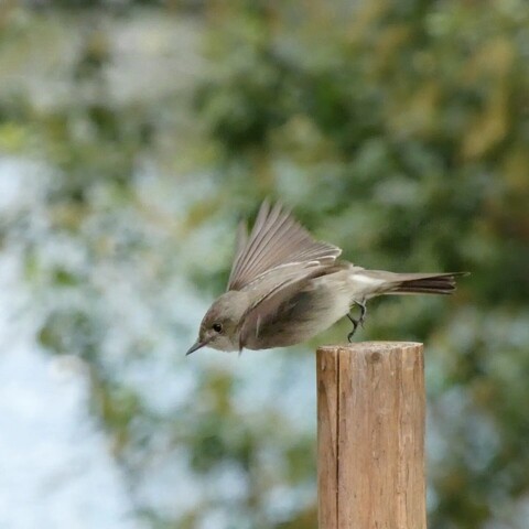Photo of the same small, grey-brown bird on the same post, now seeming to stand on tip-toe as e takes wing to catch a midge, eir body in profile like a soft dart, just-spreading wings held out and back as e begins to dive off the post. 