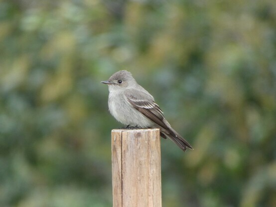 Our friend the Western peewee is perched atop the post in a rare moment of stillness between acts, shown in profile, tiny bill tipped up just a bit, rehearsing the next sally in eir mind. 