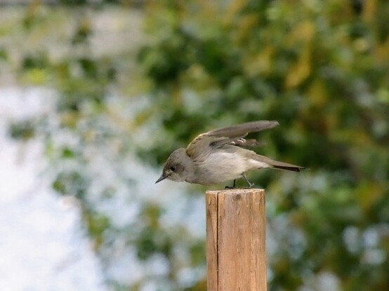 The charming Western peewee from the previous post is standing atop eir post in the park, poised to sally after a midge--eir head is lowered in alignment with eir tail so that e is a fluffy dart, eir tiny legs staggered as though resting in starting blocks. 