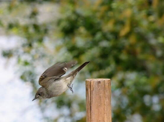 Photo of Peewee just after darting from the top of the post, wings lifted up and back (but not yet spread), tiny feet like the wheels on a biplane. There is no chance e'll miss eir heart's desire (which at this frozen moment is a nearly invisible midge).