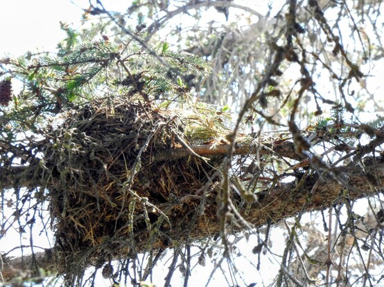 Photo of the mossy, needled assemblage that is the sparrow's nest, standing like a short, fat basket or some woven yunomi in the branches of a pine tree. Assorted branches, catkins, and needles litter the back and foreground, but still reveal the bright sunlight (overexposed here) beyond. 