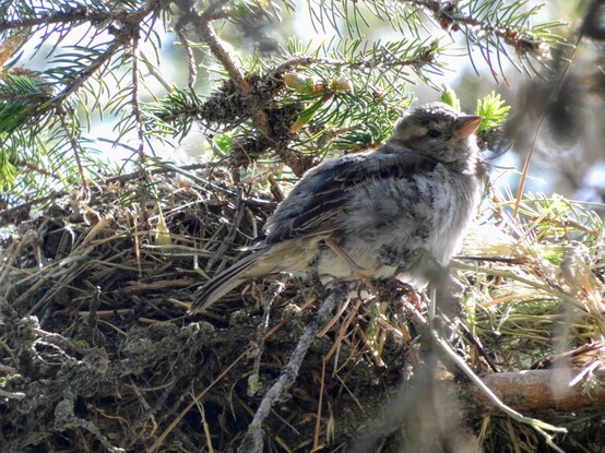 Slightly overexposed photo of a small, grey-brown bird with warm brown streaks on eir wings and across eir eye and crown. E is perched in right-facing profile on a thin pine branch in front of a nest (seen from the side) of needles and twigs. Sprays of needles and a few golden catkins filter the bright sunlight beyond into shade. 