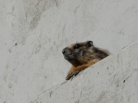 Photo of a small, furry, golden-brown mammal. E is partially hidden by a concrete incline, looking out to the left, arms resting on the ledge and paws held as though e is overlooking the view from a boat's prow or observation deck. E seems lost in thought and the persistence of memory. 