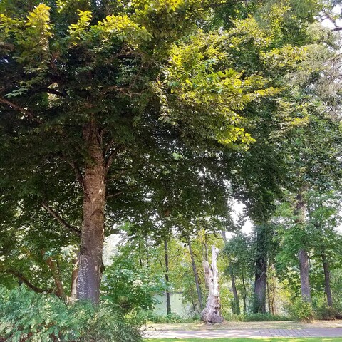 A tree-lined riverside bike path, with the trees in full leaf, under a hazy sky. 