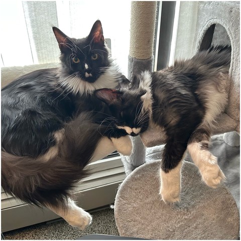 photo of two tuxedo kittens, mostly black, cuddling on a cat tree all relaxed with one looking directly at the camera and the other entirely asleep