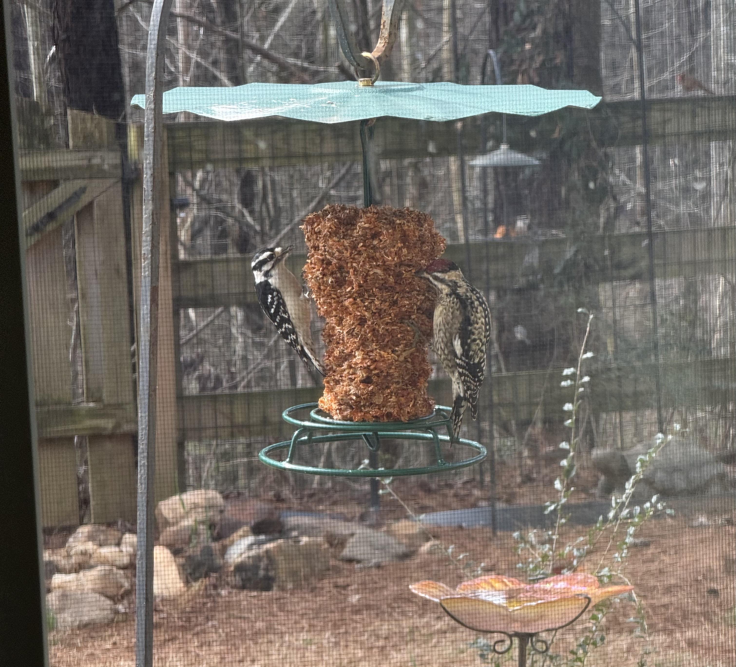 Two birds on opposite sides of a reddish-brown block of seeds. Both have white and black checkered patterns and a small red patch on their heads. The Downy woodpecker’s pattern is more distinct, while the Sapsucker’s pattern is rougher, more stripey and its white has a yellowish tinge especially on the belly.