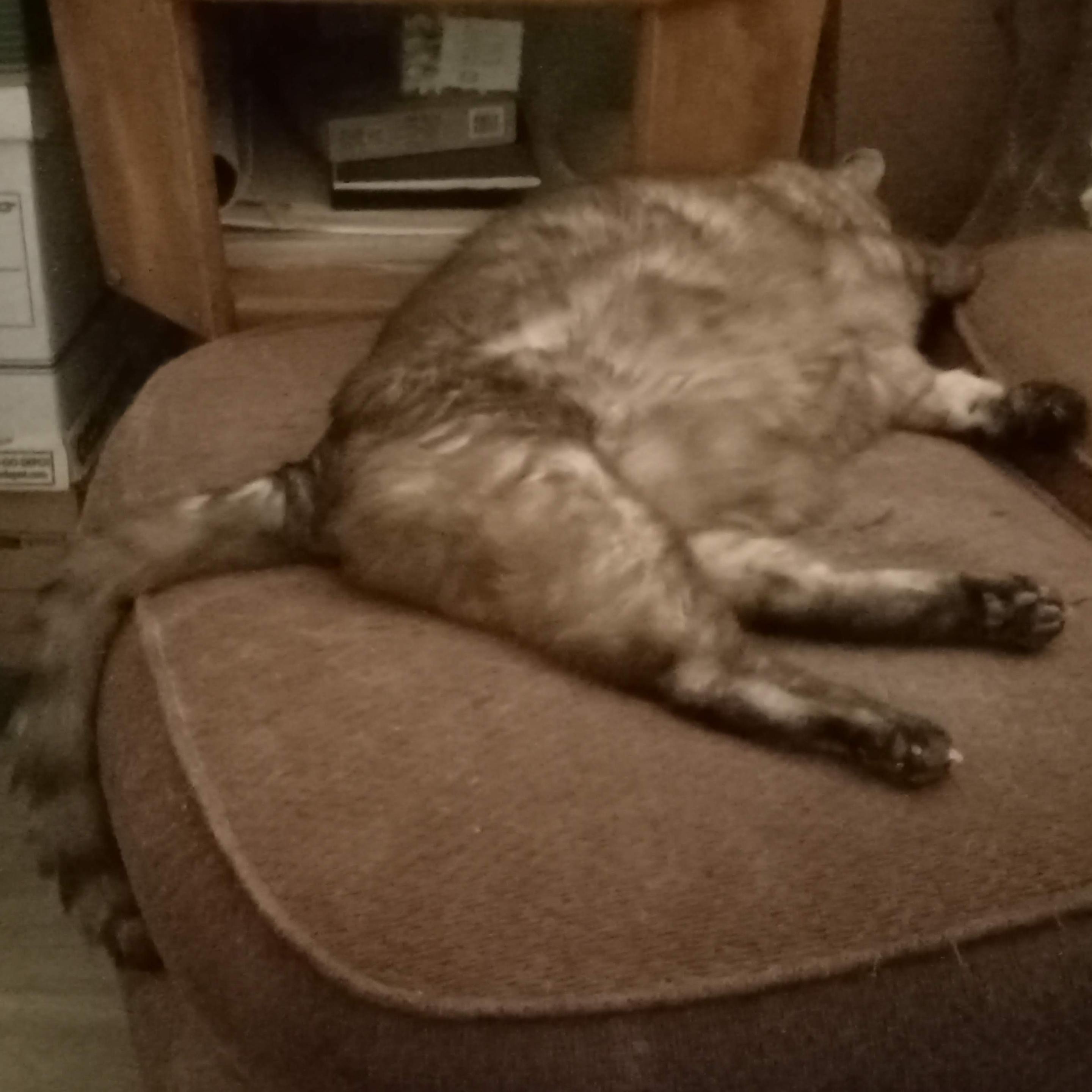 A chocolate lynx-point Siamese cat lies sprawled on his side across an old ottoman upholstered in faded maroonish fabric, his torso rolled back a bit to show an expanse of chonky belly. His stripey tail drapes over the left edge of the ottoman and down its side; his head hangs over the edge of the upper right corner of the ottoman so that all you can see of it is one ear and the back of his neck; his legs are relaxed and the rear ones stretch out, showing off the toe-beans.