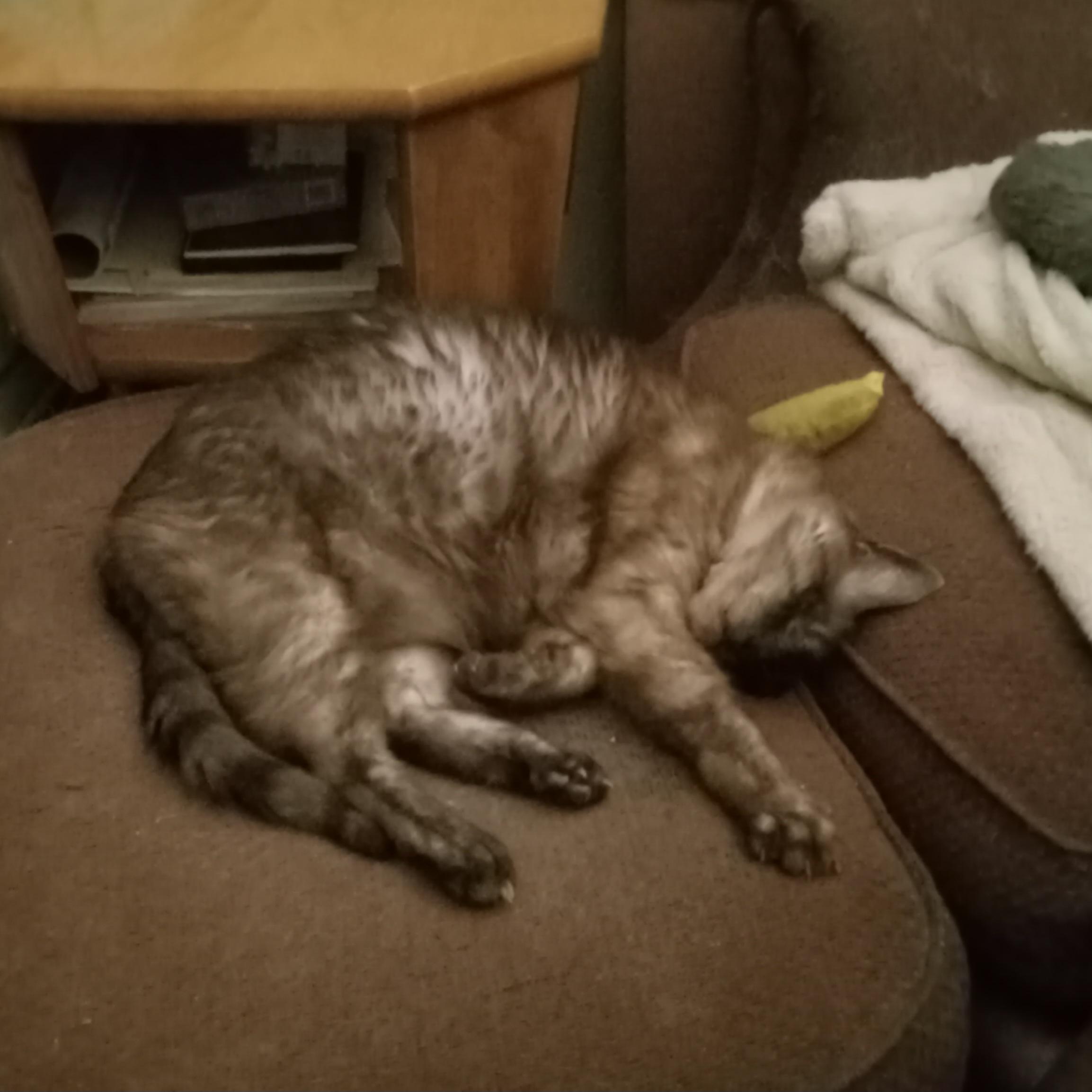 A chocolate lynx-point Siamese cat lies napping on an old ottoman upholstered in faded maroonish fabric, pulled up close to its matching armchair. The cat lies on his side with his head just on the meeting place of chair and ottoman, with a yellow banana-shaped catnip toy sticking out from behind his neck where he pillowed his head on it after enjoying its aromas for a bit. His head is turned so we have a view clear into the translucent interior of one of his big triangular ears. One front foot is extended, showing off how the admittedly smudgy tabby striping on his leg points turns into little light-colored spots over the knuckles of his dark-furred toes.