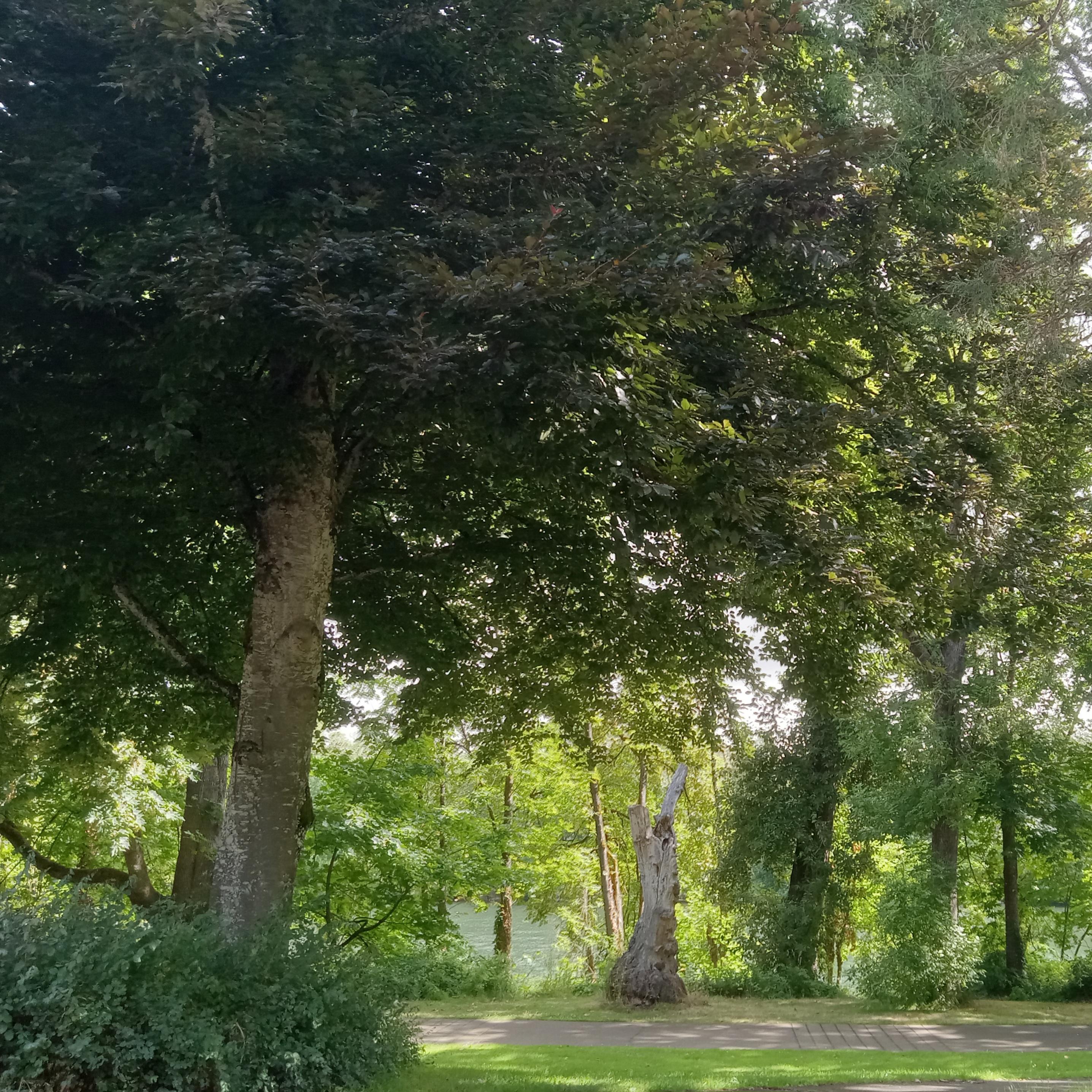 A tree-lined riverside bike path on a momentarily sunny early summer morning in the US Pacific Northwest. The big thick-trunked beech tree in the left foreground is casting dappled shadows on the path and adjoining grass with its extensive crown of dark greenish bronze leaves. The smaller trees at river's edge mostly block the view of the river with their brighter-green leaves, along with swaths of undergrowth. What can be seen of the river is turquoise blue, full and fast-flowing from recent rains. The glimpses of sky show fast-moving clouds as the next rain shower prepares to roll through.