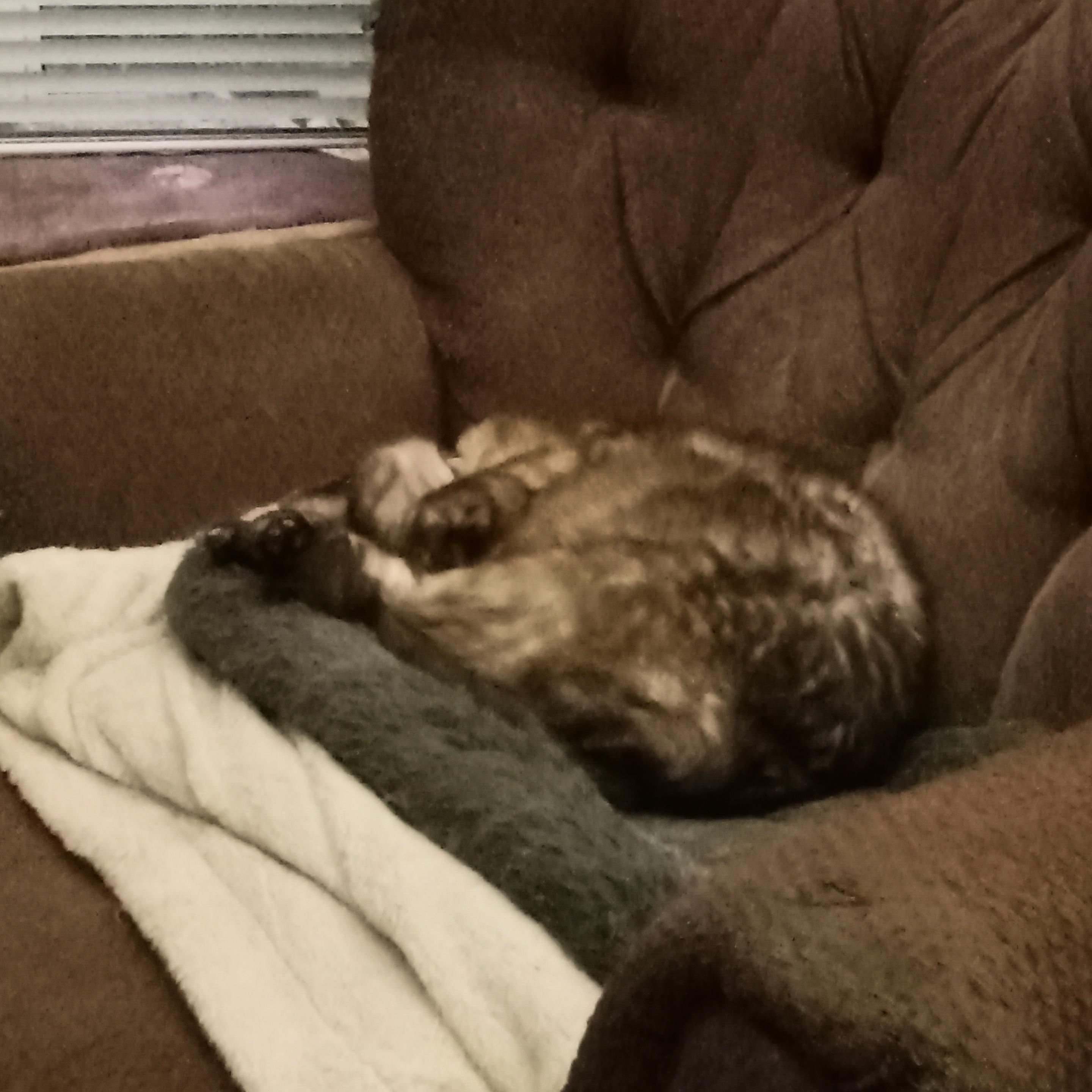 A chocolate lynx-point Siamese cat lies sleeping in a fuzzy grey cat bed placed atop a folded fuzzy white throw covering the seat of an old armchair upholstered in faded maroonish fabric. He lies on his side, head thrown back with a blissful little smile, paws drawn into a loose toe-bean bouquet around his chin.