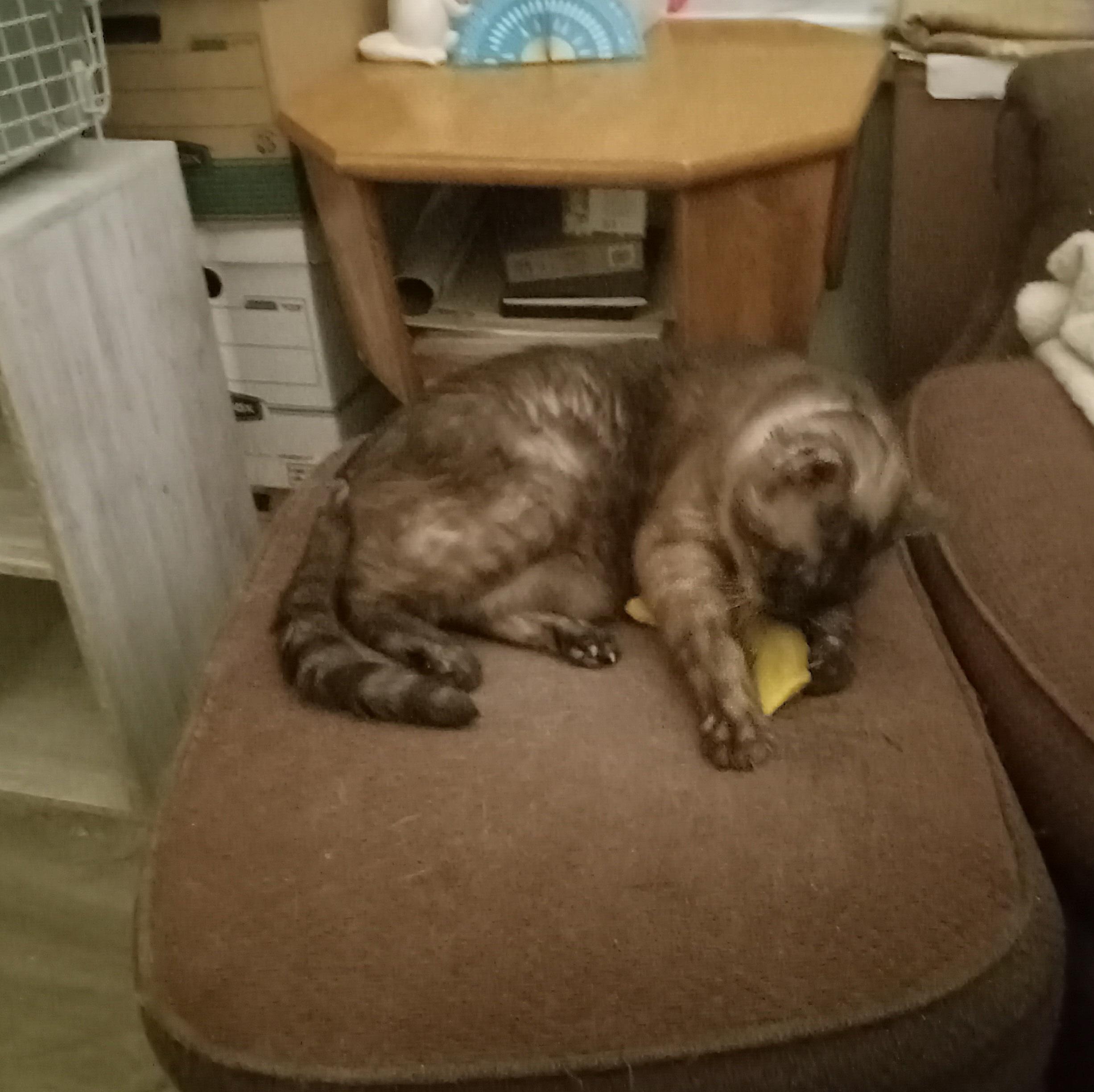 A chocolate lynx-point Siamese cat lies loosely curled up on top of an old ottoman upholstered in faded maroonish fabric, his head lowered over a yellow banana-shaped catnip toy which he is steadying between his front paws while he licks at its fabric cover.