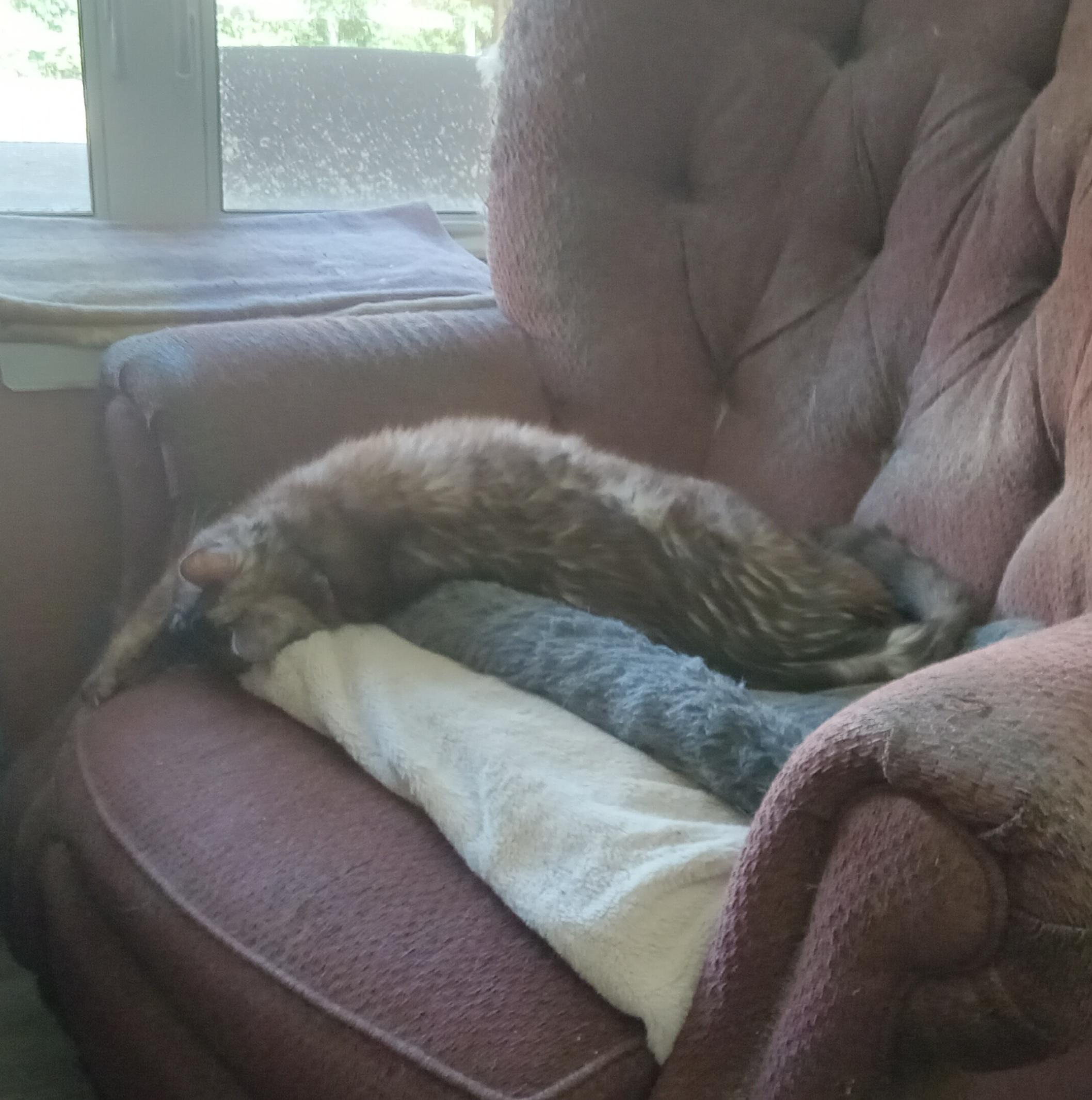 A chocolate lynx-point Siamese cat sprawls his full length across the seat of an old armchair upholstered in faded maroonish fabric. The cat is stretched out with his back to us, head at 9 o'clock and butt at 3 o'clock; his torso fills the length of his furry gray cat bed, spilling over the bed's edge and across the folded white throw under it so his head winds up directly on the chair's seat cushion; and one front paw reaches out to touch the cushion's far edge. Noonday sun streams in the window at upper left, highlighting the ivory undertones of somewhat rumpled torso fur.