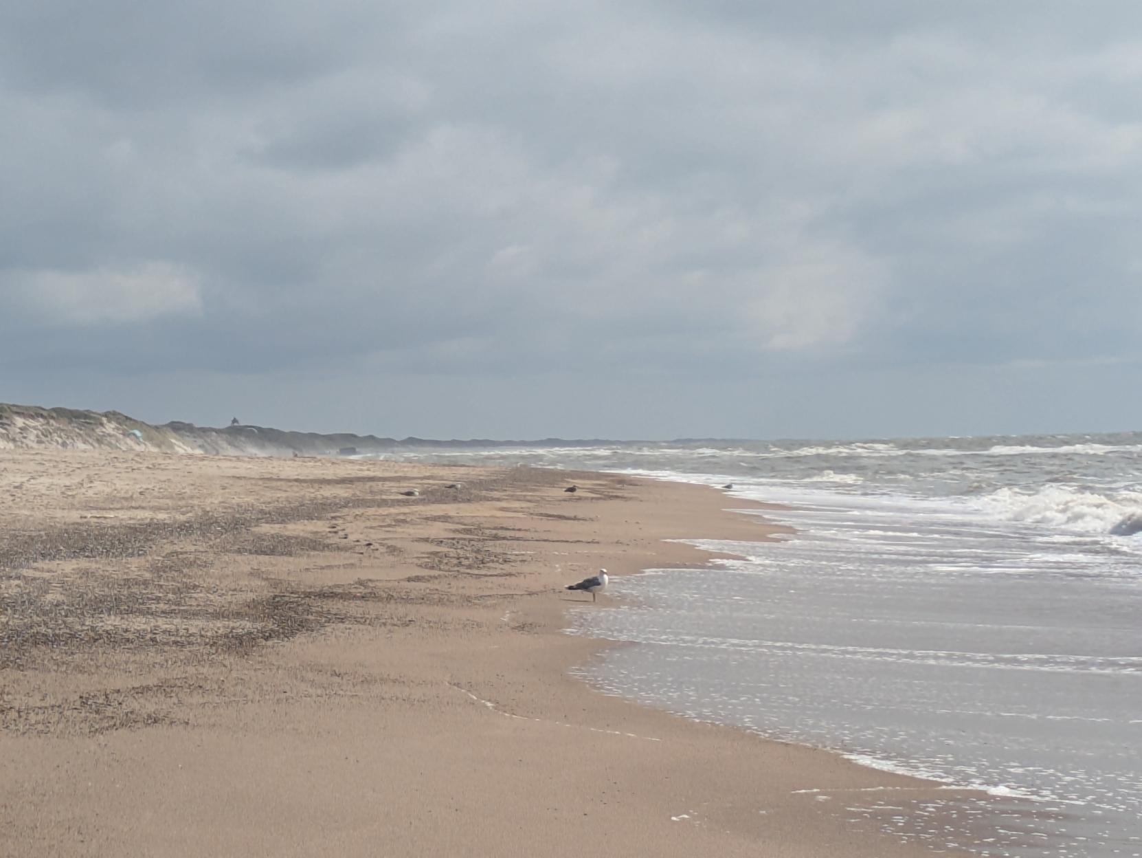 A seagull stands on a sandy beach at the water's edge, with gentle waves washing onto the shore under a cloudy, overcast sky. West Jutland, Denmark