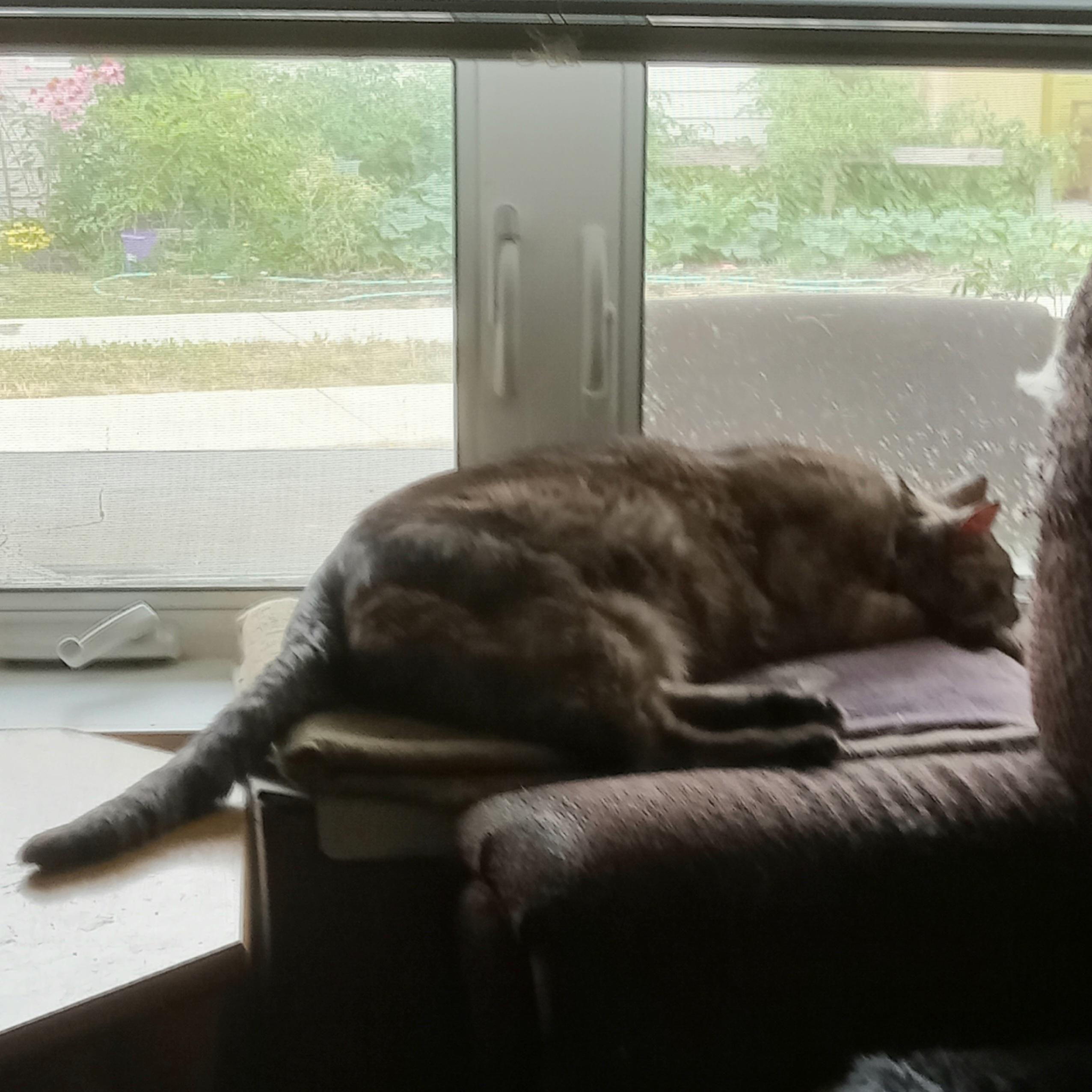 A chocolate lynx-point Siamese cat lies napping on a window seat, head at 3 o'clock and butt at 9 o'clock, with his tail trailing off the window seat onto a nearby wooden end table. Behind him, the admittedly smudgey window shows a blurry view of green grass and a bit of porch.