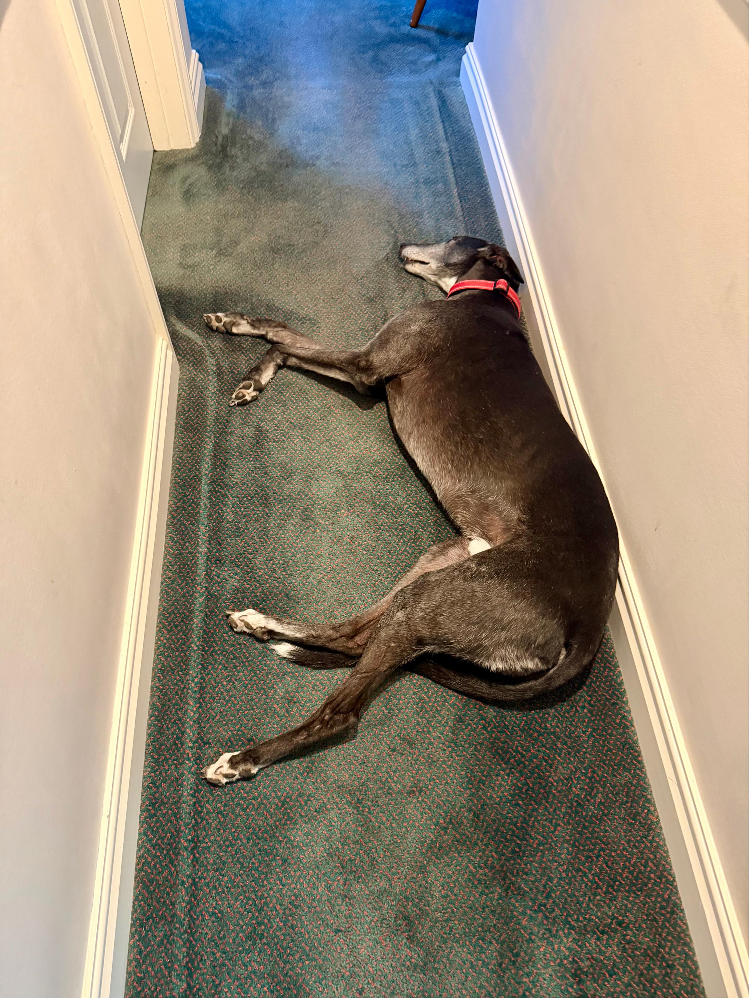 A large greyhound sprawled across a narrow hallway, completely blocking the passage. The dog’s dark coat contrasts with the pale walls and greenish-blue carpet, making the tight corridor look even more cramped — there’s barely room to step around this long idiot.